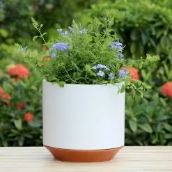 Allen + Roth 1-Pack 10.2 X 9.8 White Ceramic Planter 12 Allen + Roth 1-Pack 10.2 X 9.8 White Ceramic Planter -Allen + Roth Shop 918713 16481054