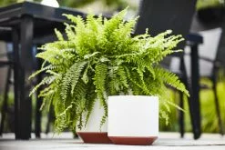 Allen + Roth 1-Pack 10.2 X 9.8 White Ceramic Planter 11 Allen + Roth 1-Pack 10.2 X 9.8 White Ceramic Planter -Allen + Roth Shop 918713 AlternateImage2